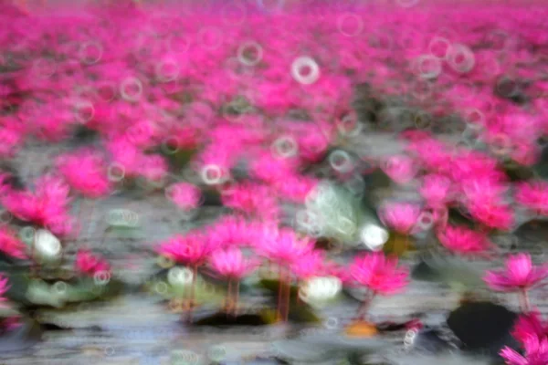 Foto borrosa de flor de loto rojo — Foto de Stock