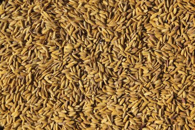 arka plan olarak beyaz pirinç pişmemiş