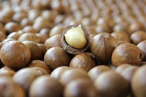 Pile of macadamia nuts background — Stock Photo, Image
