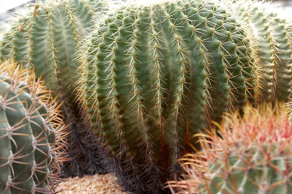 Zbliżenie z kaktusa — Zdjęcie stockowe