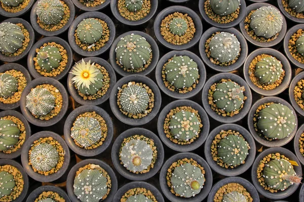 Мініатюрний кактус в квітковому магазині — стокове фото