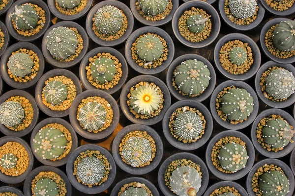 Cactus miniature dans la boutique de fleurs — Photo