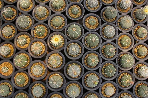 Мініатюрний кактус в квітковому магазині — стокове фото