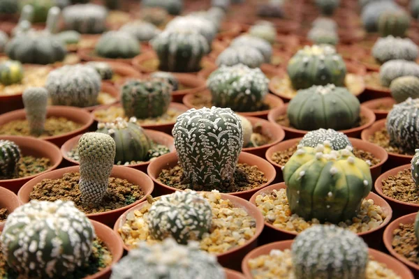Miniatyr cactus i blomsteraffär — Stockfoto