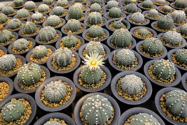 Miniatyr cactus i blomsteraffär — Stockfoto