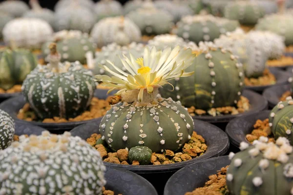 Miniatyr cactus i blomsteraffär — Stockfoto