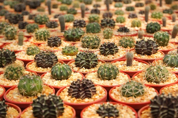 Cactus in miniatura in negozio di fiori come sfondo — Foto Stock