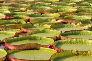 yüzen nilüfer, dev nilüfer veya victoria nilüfer