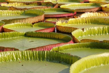 yüzen nilüfer, dev nilüfer veya victoria nilüfer