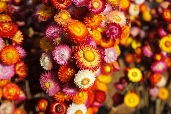 Slaměný květ nebo věčný Helichrysum bracteatum — Stock fotografie