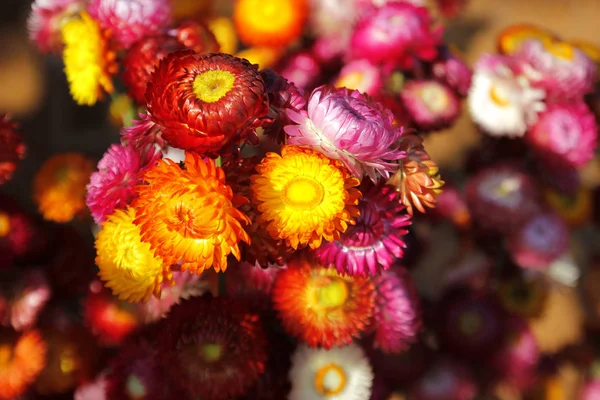 Flor de paja o helichrysum bracteatum eterno —  Fotos de Stock