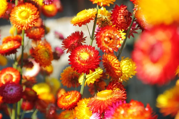 Straw flower or everlasting helichrysum bracteatum — Stock Photo, Image