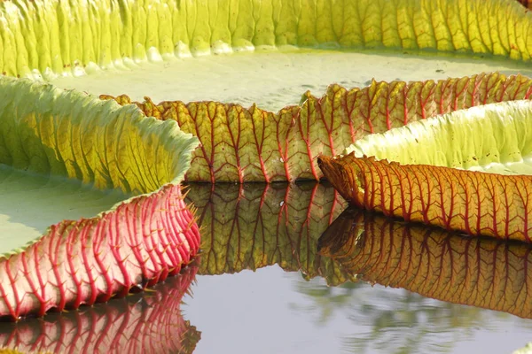 Loto flotante, lirio de agua gigante o lirio de agua victoria — Foto de Stock