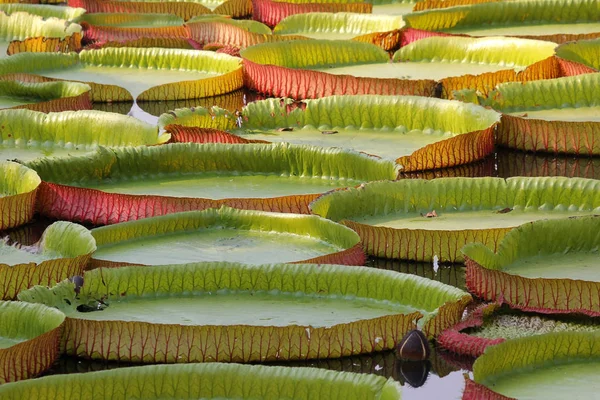 Schwimmender Lotus, Riesenseerose oder Viktoria-Seerose — Stockfoto