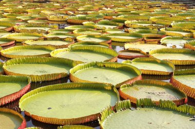 yüzen nilüfer, dev nilüfer veya victoria nilüfer
