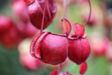 nepenthes çiçek veya maymun sürahi bitki