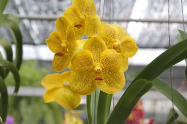 Bahçedeki güzel orkide çiçeği