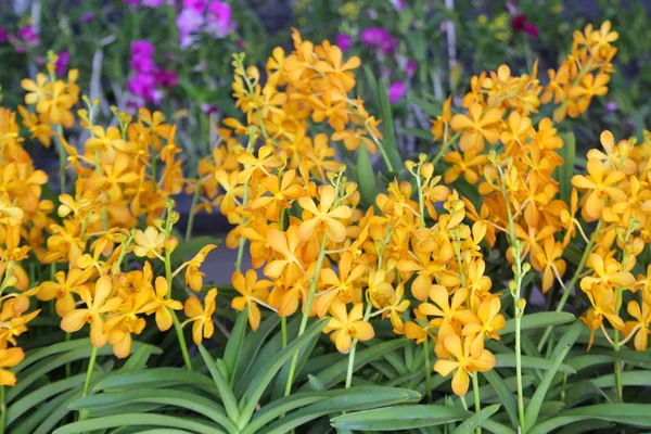 Bela flor de orquídea no jardim — Fotografia de Stock