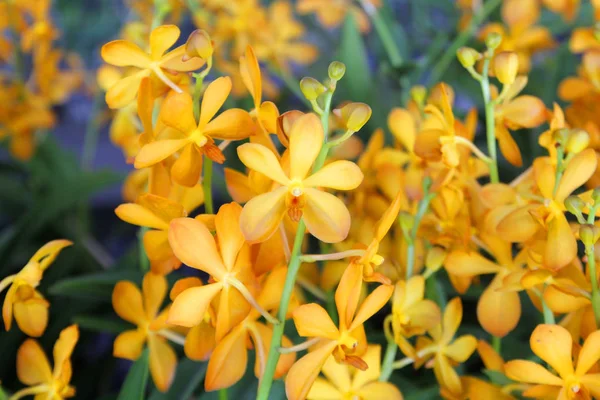 Hermosa flor de orquídea en jardín — Foto de Stock