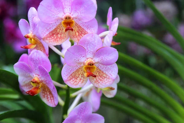 Красивый цветок орхидеи в саду — стоковое фото