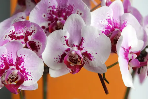 Hermosa flor de orquídea en jardín — Foto de Stock