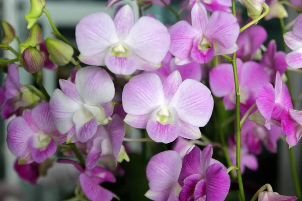 Bela flor de orquídea no jardim — Fotografia de Stock