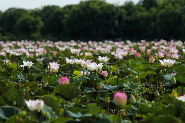 池の中の花のユリの花 — ストック写真