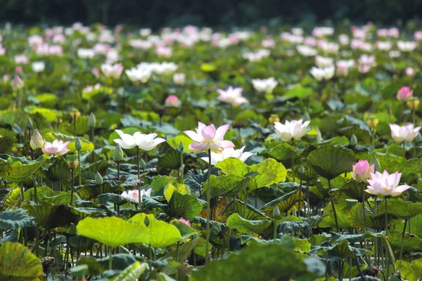 Blossom water lily flower in the pond — Stock Photo, Image