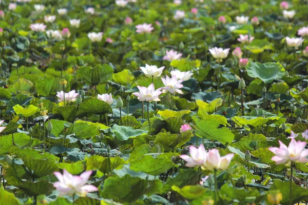 池の中の花のユリの花 — ストック写真