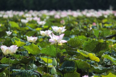 gölet çiçeği su zambak çiçek