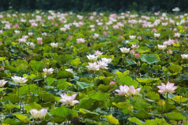 Blossom näckros blomma i dammen — Stockfoto