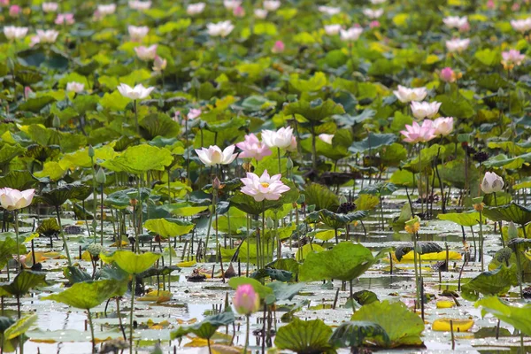 池の中の花のユリの花 — ストック写真