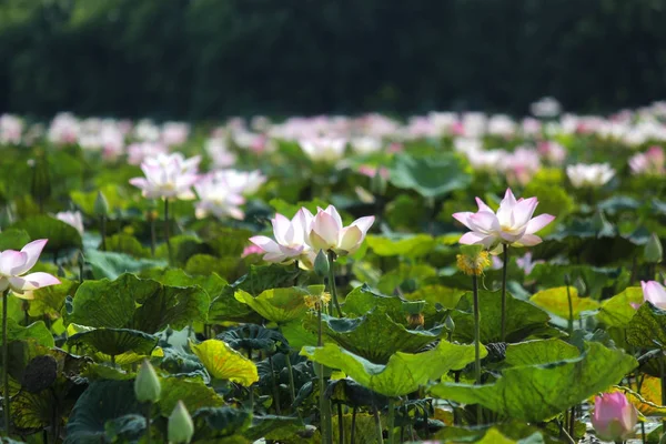 Flor flor de lirio de agua en el estanque — Foto de Stock