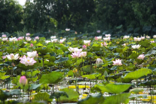 Fleur fleur nénuphar fleur dans l'étang — Photo