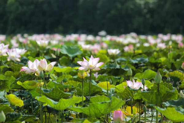 池の中の花のユリの花 — ストック写真