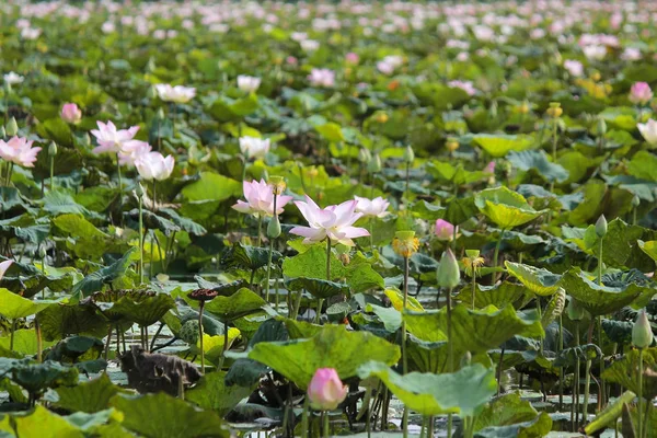 池塘里盛开的水百合花 — 图库照片