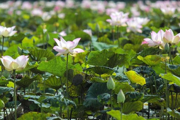 Blossom water lily flower in the pond — Stock Photo, Image