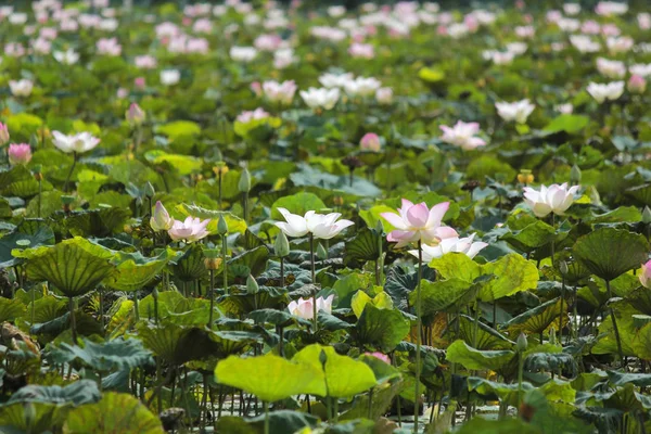 池塘里盛开的水百合花 — 图库照片