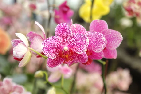 Flor de orquídea colorida no jardim — Fotografia de Stock