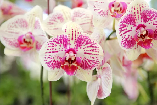 Цветущий цветок орхидеи в саду — стоковое фото