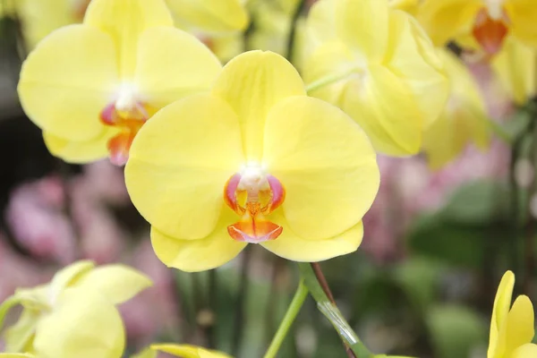 Flor colorida de la orquídea en jardín — Foto de Stock