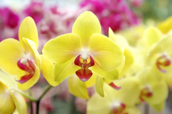 Colorful orchid flower in garden — Stock Photo, Image