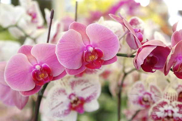 Fiore colorato orchidea in giardino — Foto Stock