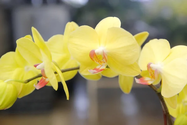 Flor colorida de la orquídea en jardín —  Fotos de Stock