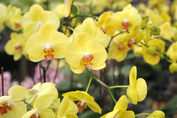 Flor colorida de la orquídea en jardín — Foto de Stock