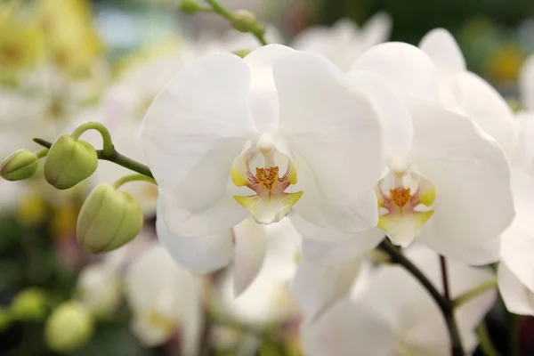 Flor de orquídea colorida no jardim — Fotografia de Stock