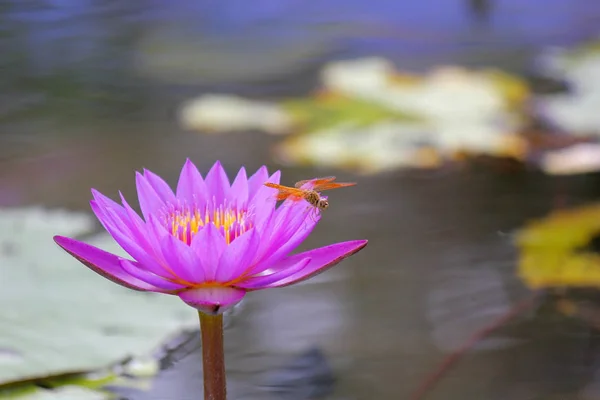 Uma libélula na bela flor de lótus — Fotografia de Stock