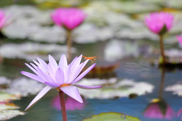 Eine Libelle auf einer schönen Lotusblume — Stockfoto