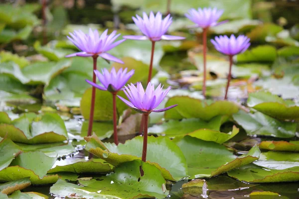 Hermosa flor de loto en el estanque — Foto de Stock