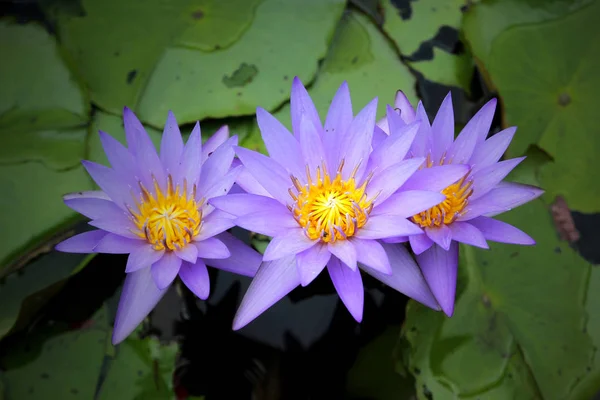 Vacker lotusblomma i dammen — Stockfoto